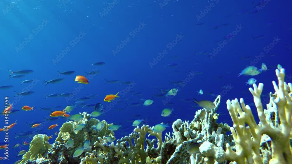 Video shooting at a shallow depth. The corals and tropical fish.