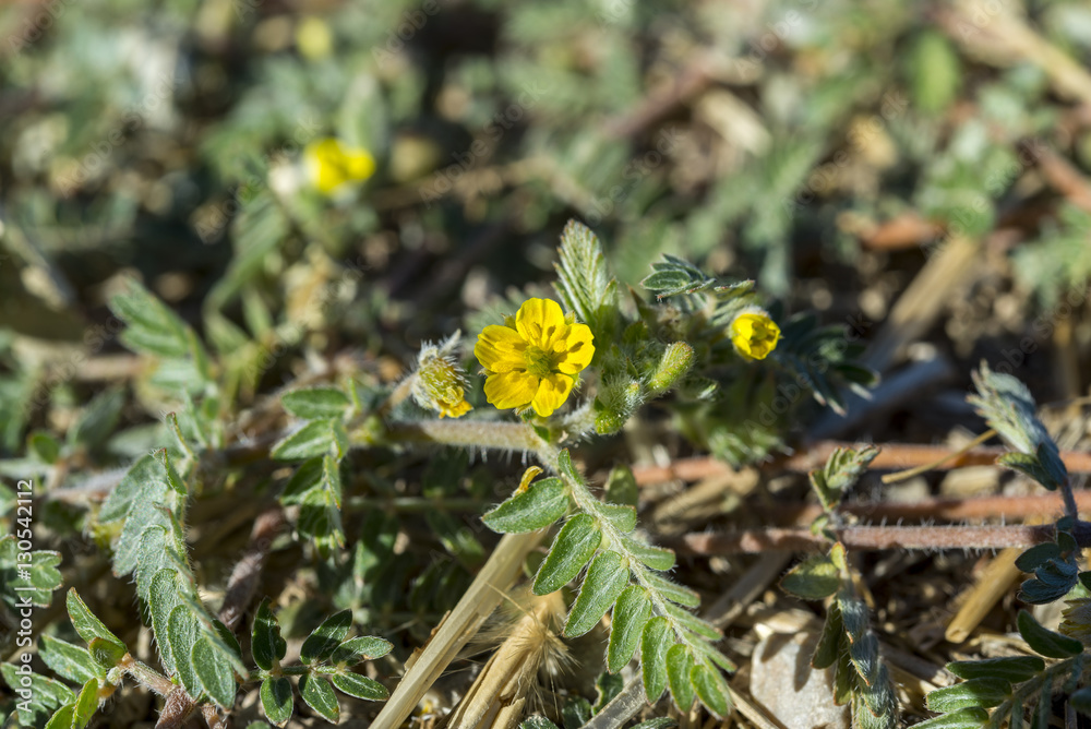 Leaves and flowers of Tribulus terrestris. It is native to warm temperate and tropical regions of the Old World. It is widely used as food supplement. Photo taken in Ciudad Real Province, Spain Leaves and flowers of Tribulus terrestris. It is native to warm temperate and tropical regions of the Old World. It is widely used as food supplement. Photo taken in Ciudad Real Province, Spain