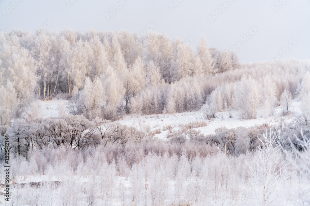 Winter landscape with birch Trees