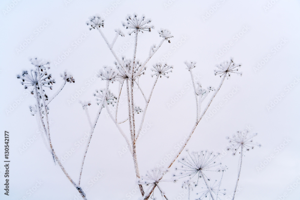 Winter background with dry grass