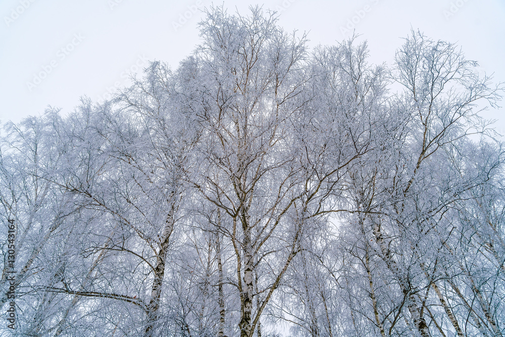 Birches in winter forest with white snow