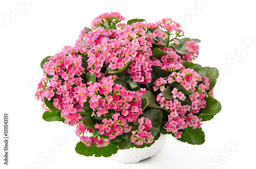 Fototapeta Naklejka Na Ścianę i Meble -  Kalanchoe