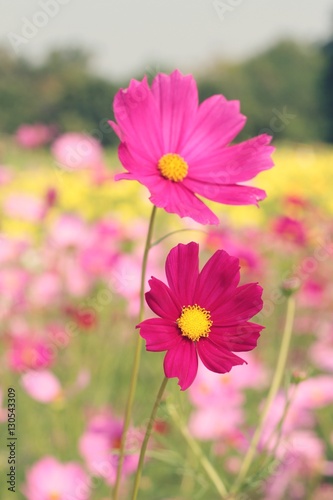 Cosmos flowers at beautiful in the garden.