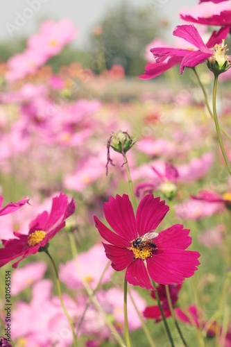 Cosmos flowers at beautiful in the garden.