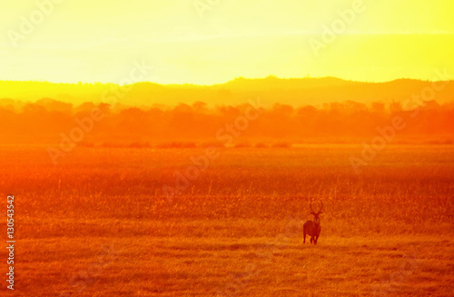 Antelope in a golden light in national park Liwonde photo