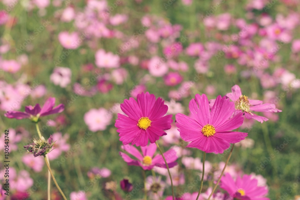Cosmos flowers at beautiful in the garden. Cosmos flowers at beautiful in the garden.