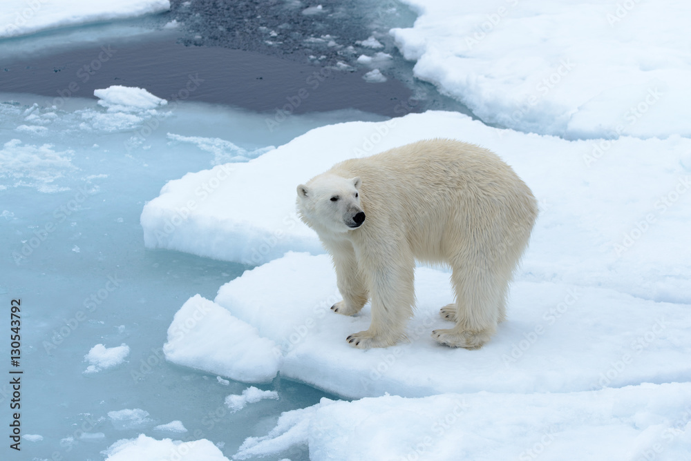 Obraz premium Polar bear