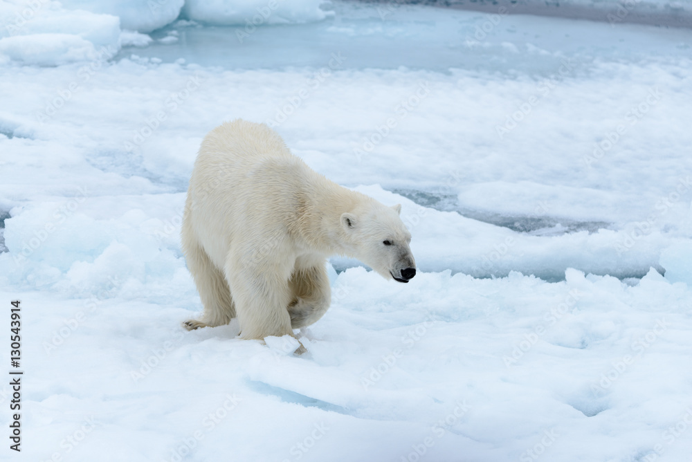 Polar bear Polar bear