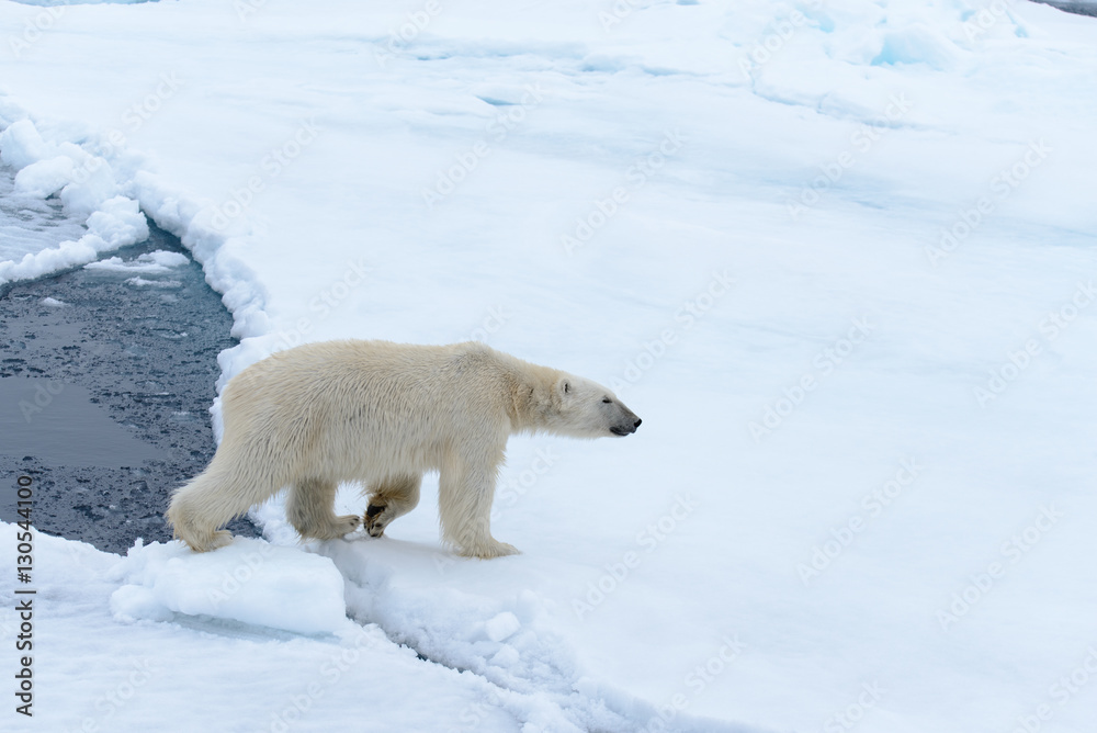 Polar bear Polar bear