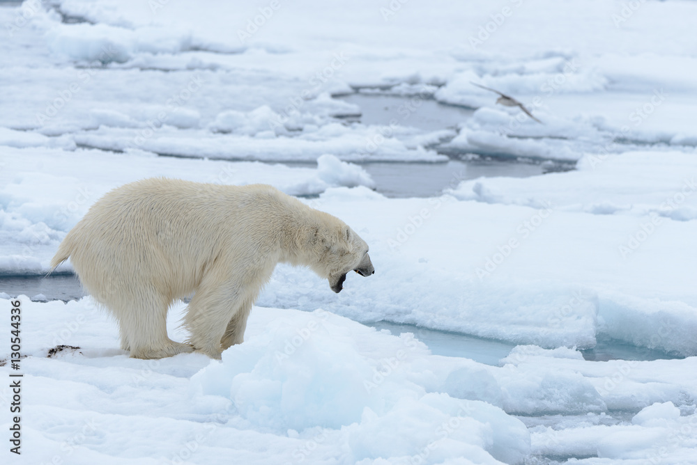 Polar bear Polar bear