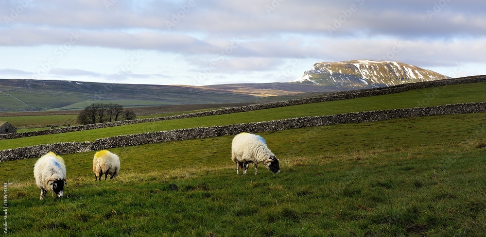 Sheep and Yorkshire Dales