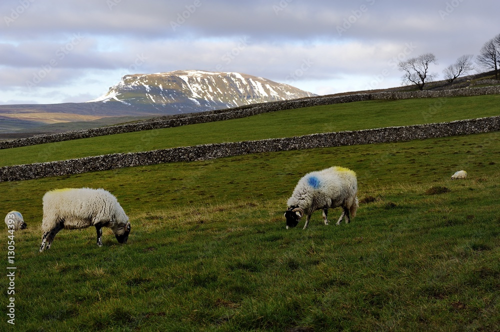 Sheep and Yorkshire Dales Sheep and Yorkshire Dales