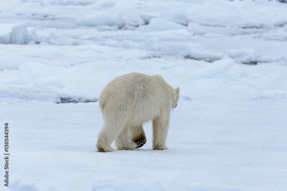 Polar bear Polar bear