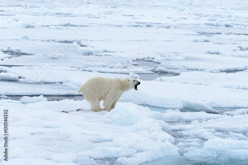 Polar bear