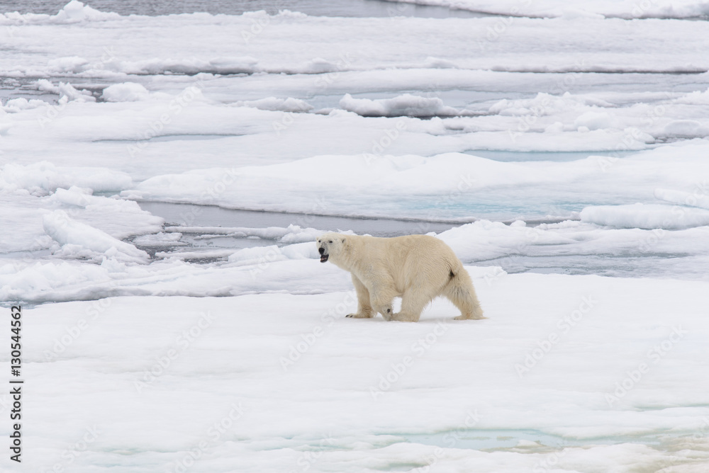 Polar bear StockFoto Adobe Stock