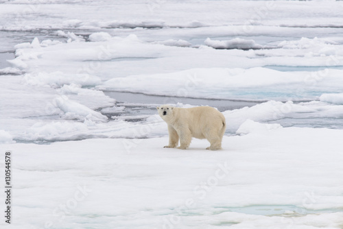 Polar bear © Alexey Seafarer