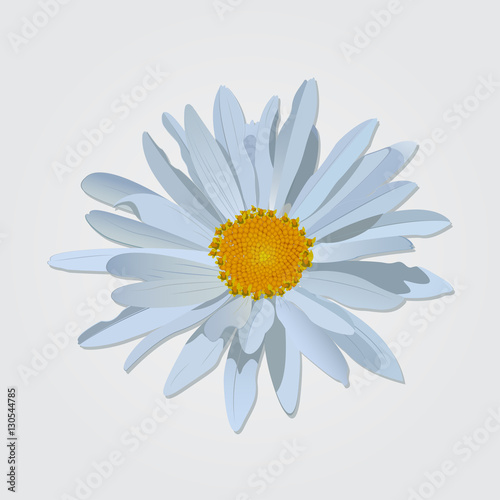 Vector chamomile flower isolated