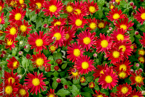Vibrant red yellow flowers in floral design