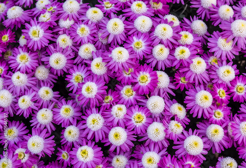 Colorful purple white flowers in floral pattern