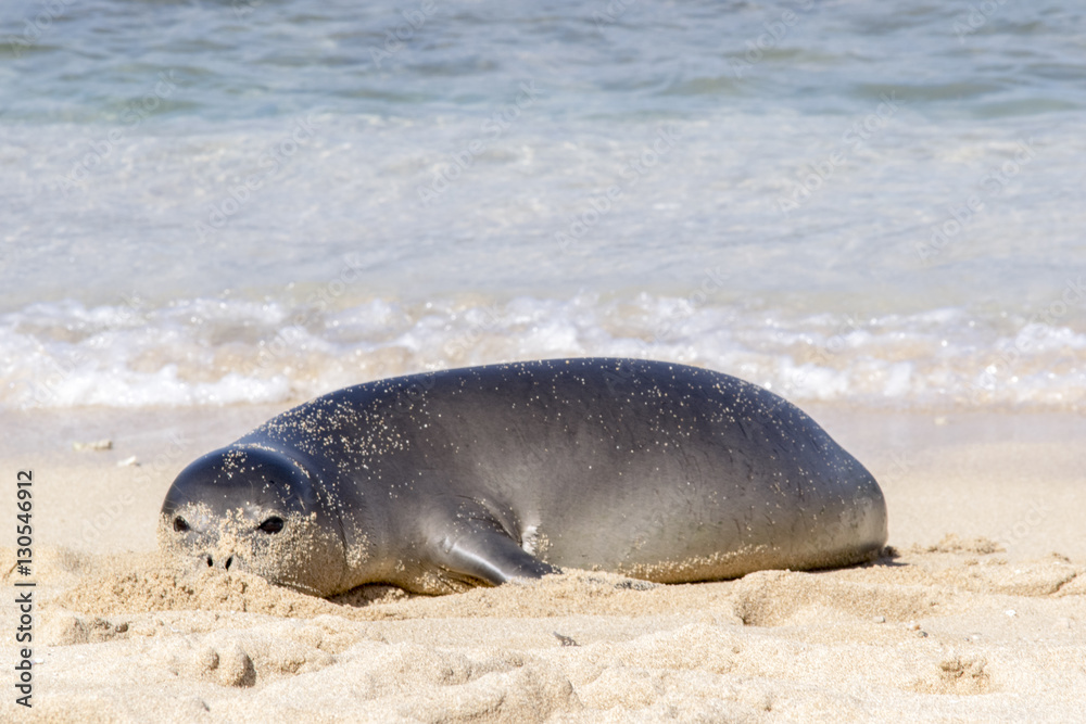 Fototapeta premium Monk Seal on the sand in Oahu Hawaii