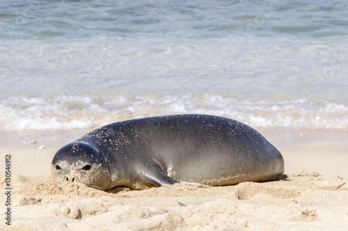 Monk Seal on the sand in Oahu Hawaii