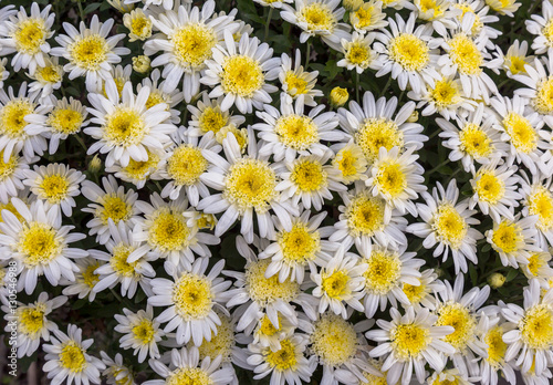 Fresh white yellow flowers with floral pattern