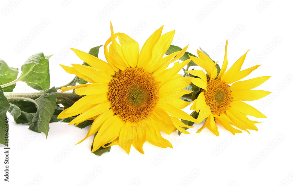 Obraz premium Fleurs de tournesol