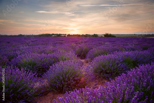 Landscape with lavender field at sunset in Provence