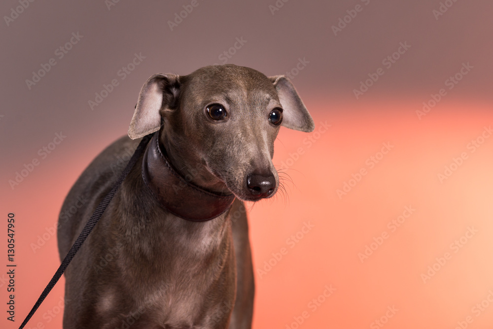 Portrait of a Italian Greyhound on leash in studio with red light in background Portrait of a Italian Greyhound on leash in studio with red light in background