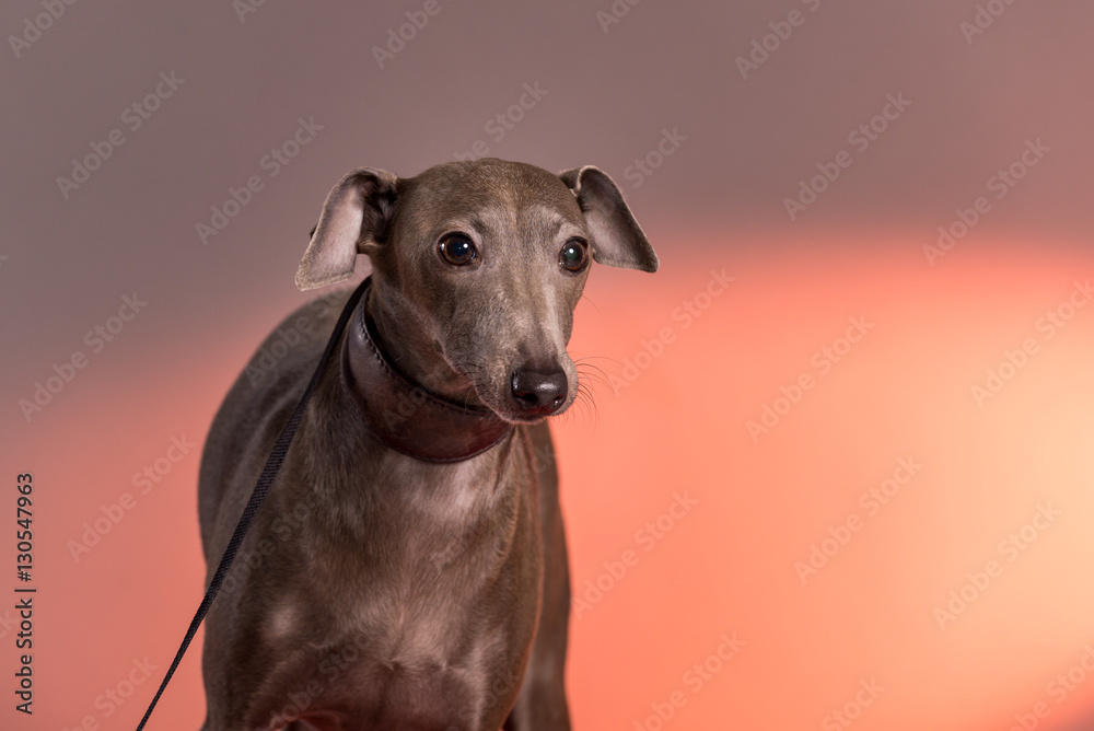 Portrait of a Italian Greyhound  on leash in studio with red light in background