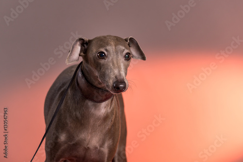 Portrait of a Italian Greyhound on leash in studio with red light in background