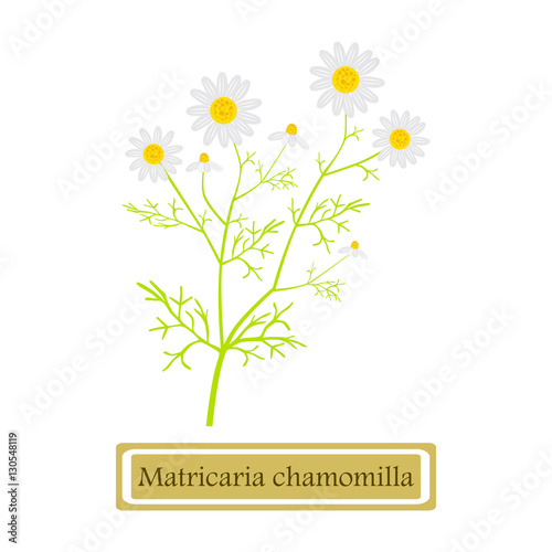 Matricaria chamomilla - vector illustration in flat style 