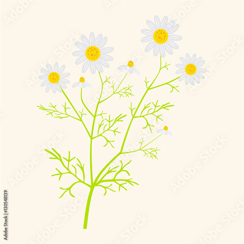 Matricaria chamomilla - vector illustration in flat style 