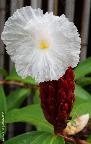 White crepe ginger tropical flower (costus speciosus) photo