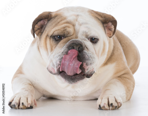 dog licking lips © Willee Cole
