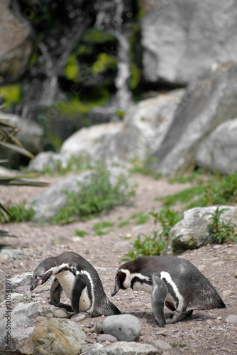 penguins in fota wildlife park