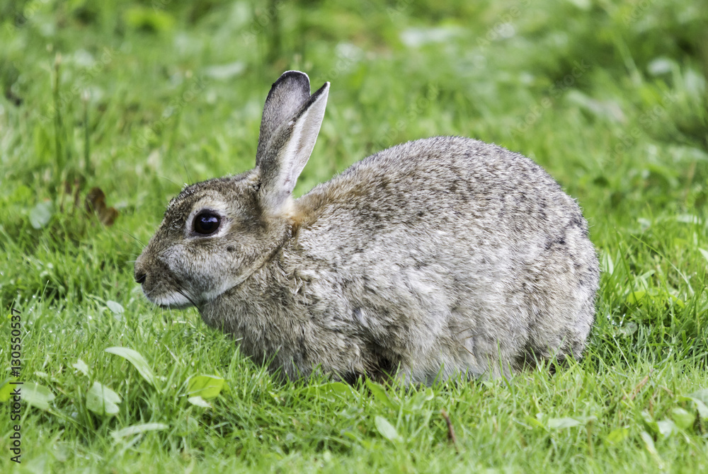 Fototapeta premium Kaninchen auf Wiese_2016