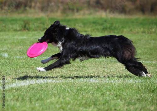 Young border collie plays with a disk on a green lawn 