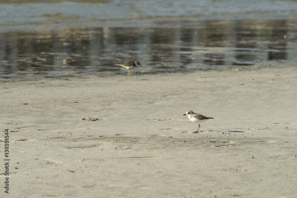 Bird beach Sanderling searching crab in Oman - Calidris alba Bird beach Sanderling searching crab in Oman - Calidris alba