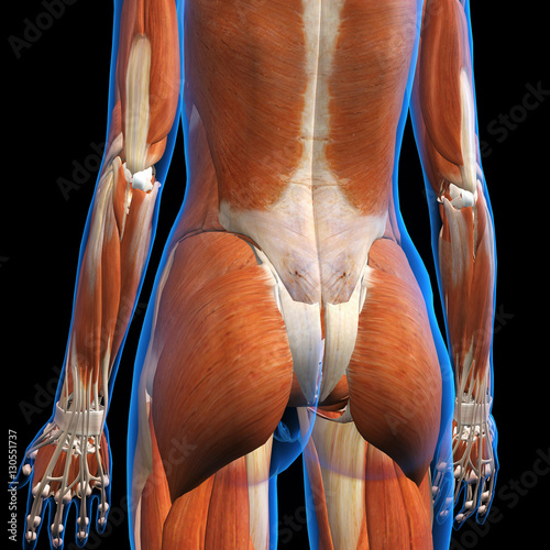 Female Buttocks Muscles X-ray View photo