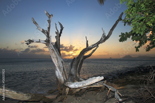 Dead tree at the sunset - Martinique - FWI