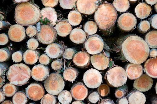 A stack of chopped wooden logs display their rings