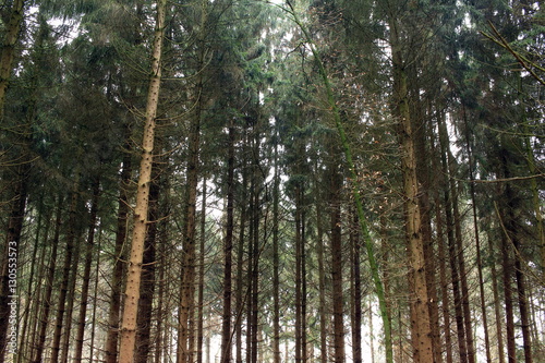 Wald bei schlechtem Wette