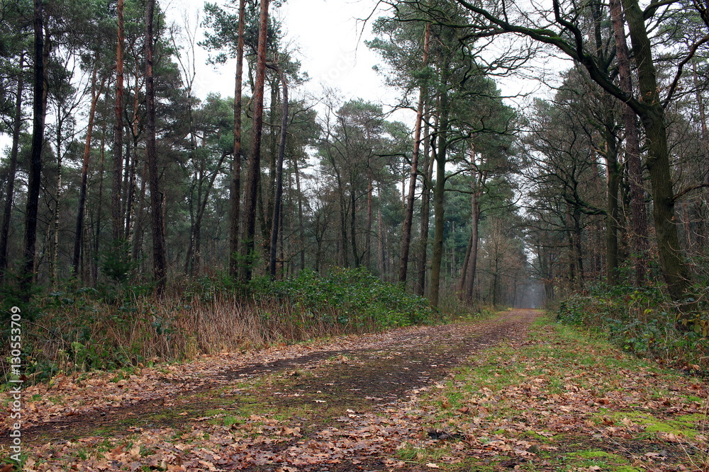 Obraz premium Wald bei schlechtem Wette