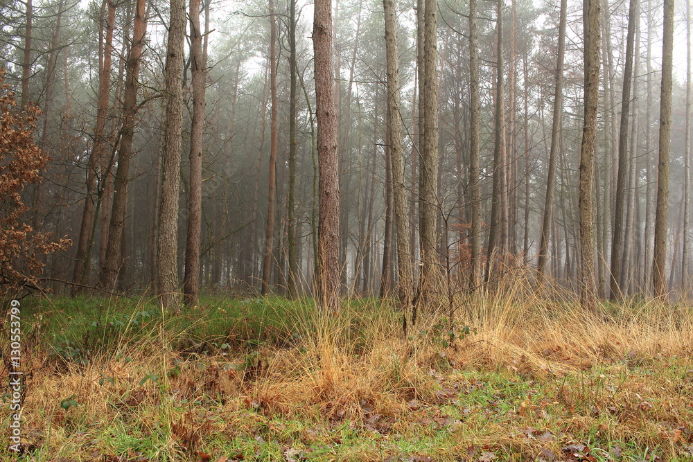 Wald bei schlechtem Wette Wald bei schlechtem Wette