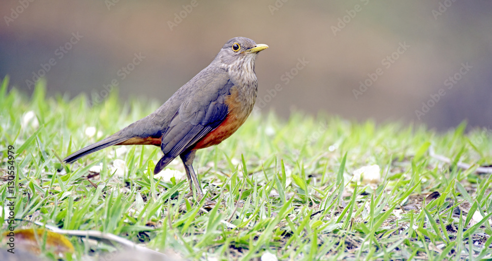 Rufous-bellied thrush, bird symbol of Brazil Rufous-bellied thrush, bird symbol of Brazil