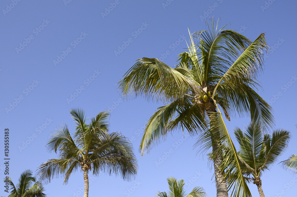 coconut palm tree on blue sky Salalah Oman 3