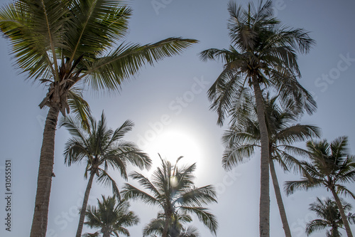 coconut palm tree on blue sky Salalah Oman 2 © CL-Medien