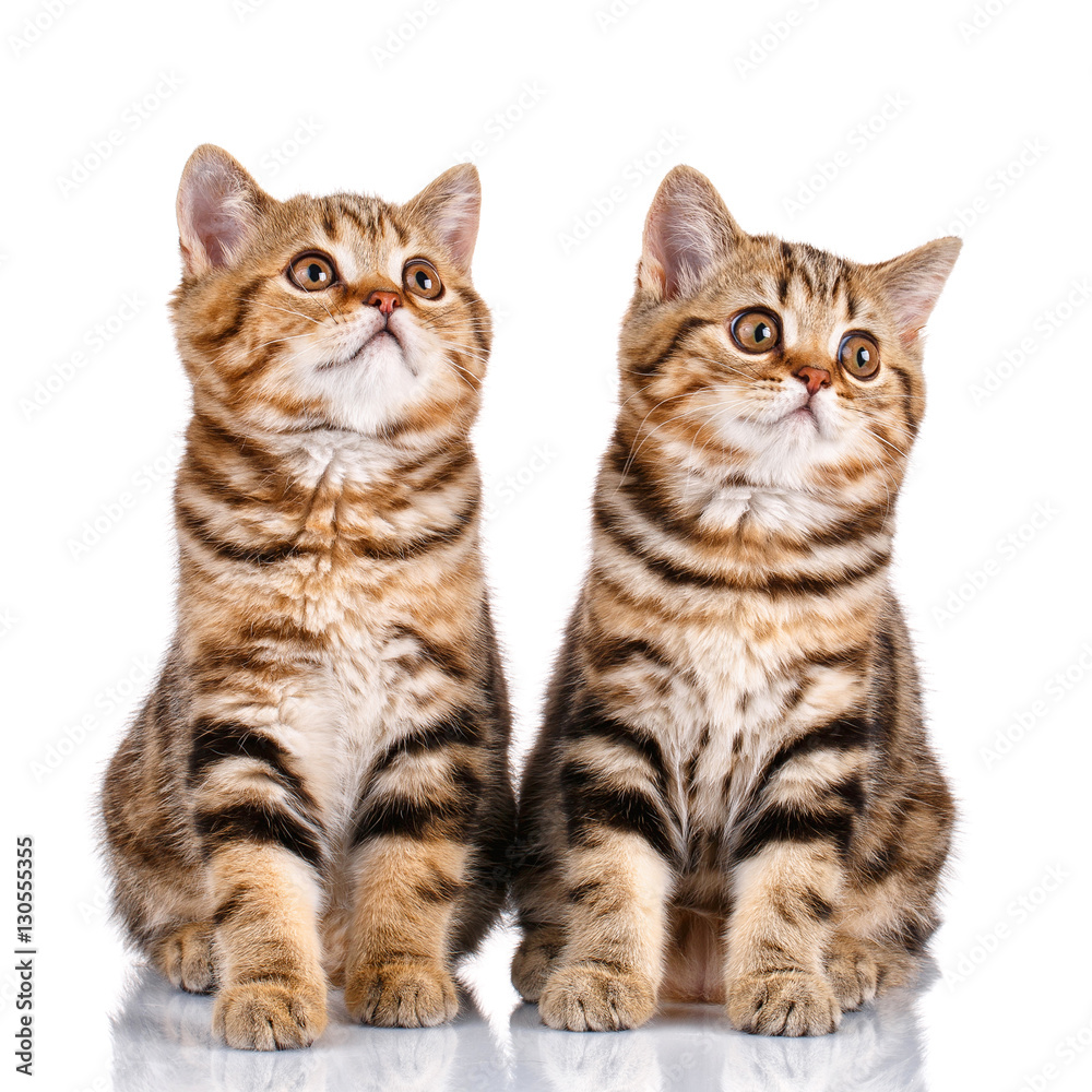 two striped kittens on white background
