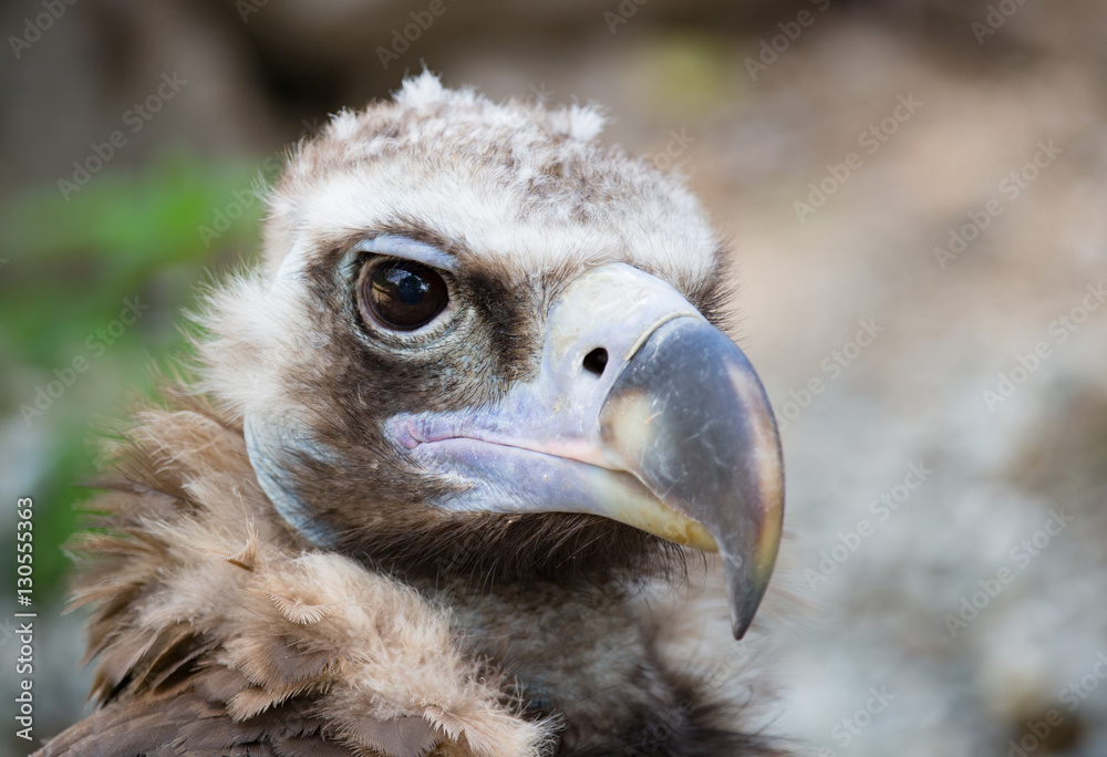 Bird vulture closeup in the afternoon. Head Bird vulture closeup in the afternoon. Head